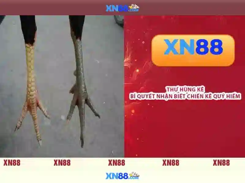 Sảnh chờ Live Casino với người chia bài thực tại XN88