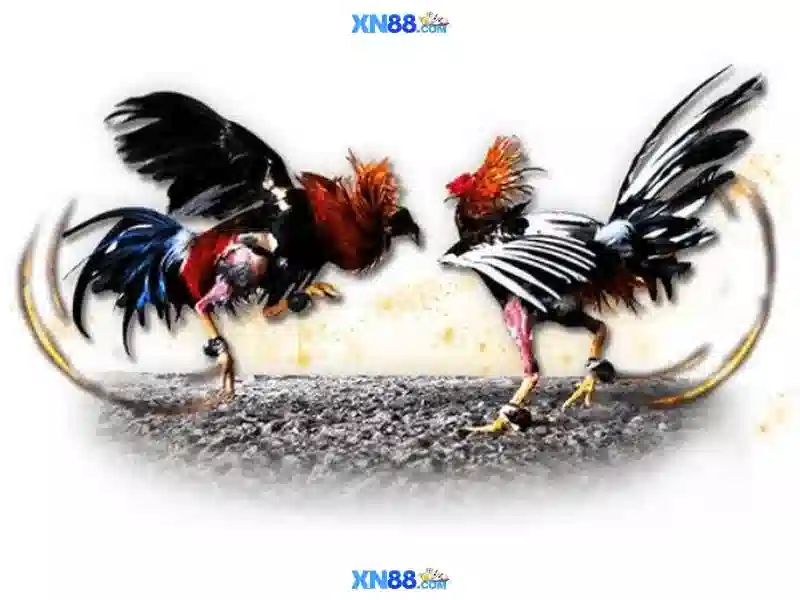 Giới thiệu về xn88