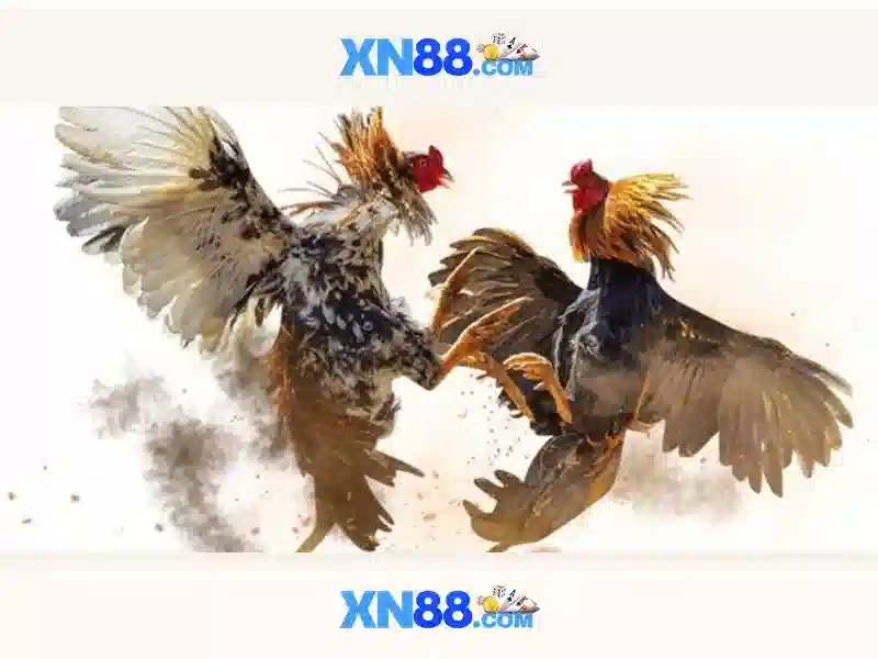 Đánh giá xn88: nền tảng giải trí và cá cược trực tuyến