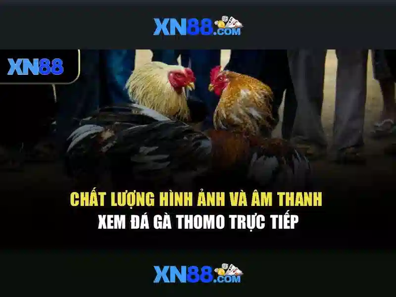 Lịch sử và ý nghĩa của xn88