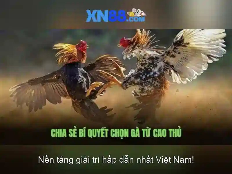 xn88 - Nền tảng cá cược trực tuyến đáng tin cậy
