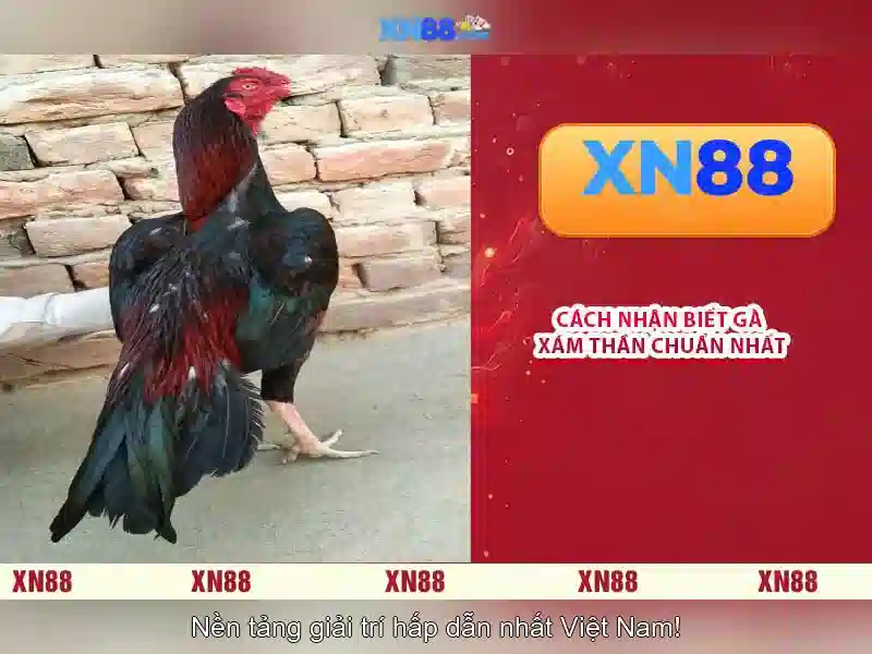 Công cụ và dịch vụ nổi bật