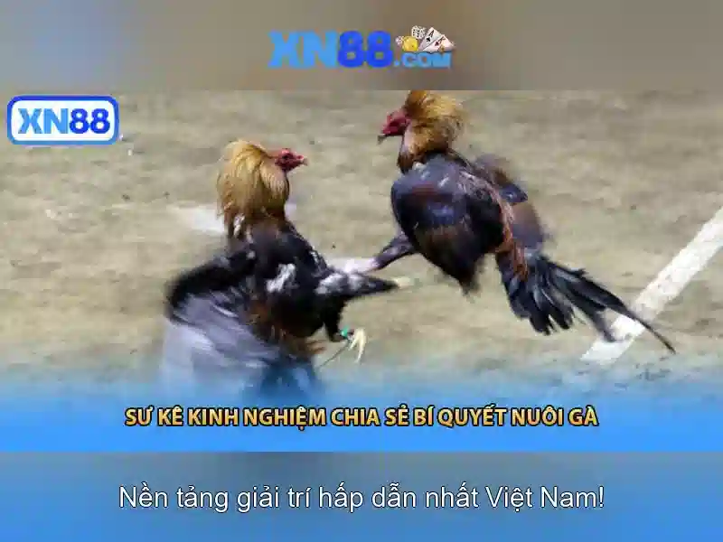 Nguồn gốc và ý nghĩa của tên xn88